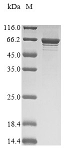 Syntaxin-binding protein 1 (STXBP1), human, recombinant