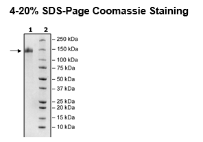 Spike S1 (16-685), Fc Fusion, Avi-tag (SARS-CoV-2)