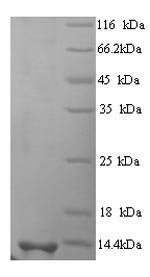 Scrapie-responsive protein 1 (SCRG1), human, recombinant