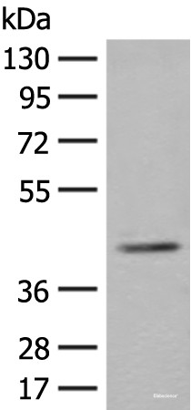 Anti-ERGIC3