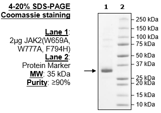 Jak2 (W659A, W777A, F794H), His-Avi-Tag, Biotin