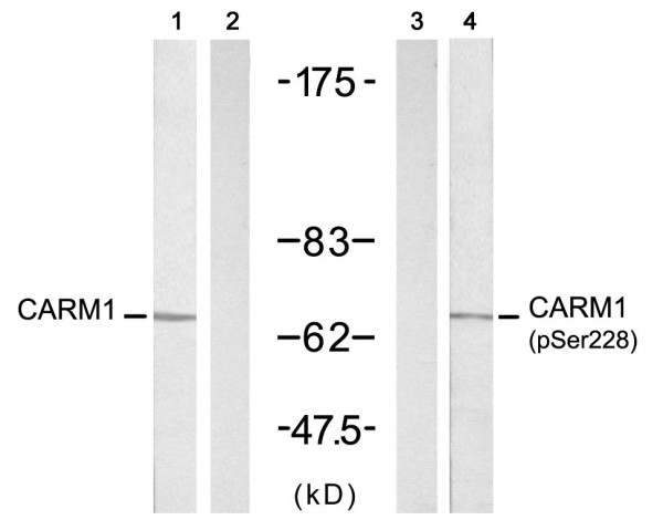 Anti-phospho-CARM1 (Ser228)