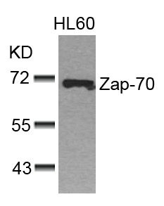Anti-ZAP70 (Ab-493)