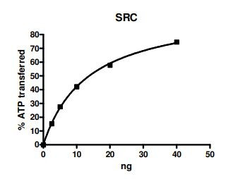 SRC (His-tag), active human recombinant protein