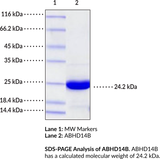 ABHD14B (human, recombinant)