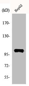 Anti-ACTN2/ACTN3