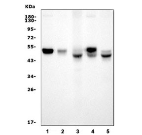 Anti-Interferon regulatory factor 3 / Irf3, clone 3B4