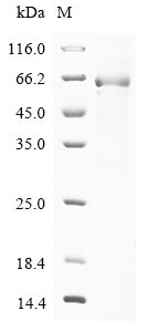 Serpin B7 (SERPINB7), human, recombinant