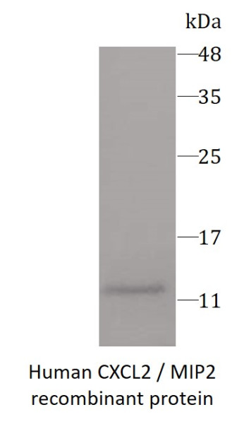 Human CXCL2 / MIP2 recombinant protein (Active) (His-tagged)