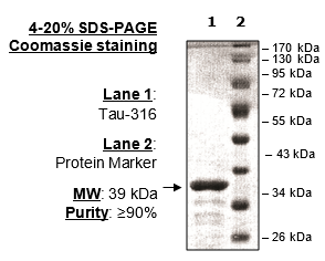 Tau-316 Protein