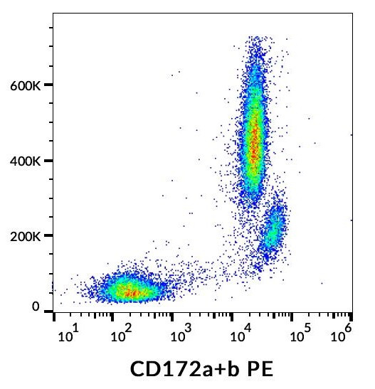 Anti-CD172a + CD172b (PE), clone SE5A5