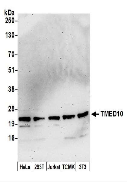 Anti-TMED10/TMP21