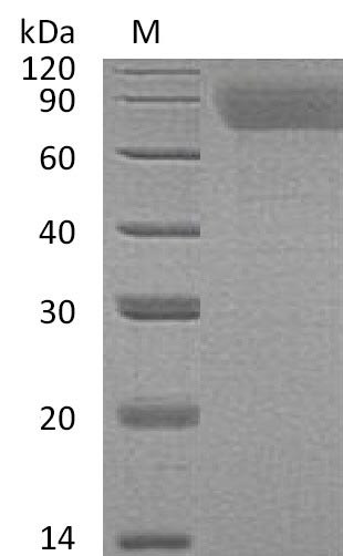 Thrombopoietin (THPO) (Active), human, recombinant