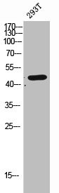 Anti-CLN5