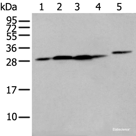 Anti-FKBP7