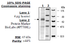 Sestrin 1 Human Recombinant Protein