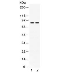 Anti-Phospholipase A2 / PLA2G4A / CPLA2