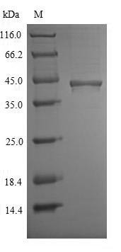Chitinase domain-containing protein 1 (Chid1), mouse, recombinant