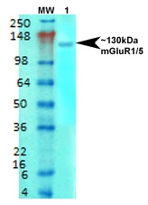 Anti-mGluR1 + mGluR5, clone S75-33