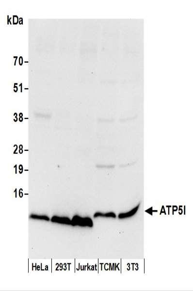 Anti-ATP5I
