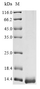Toxin Tb2-II, Tityus bahiensis, recombinant