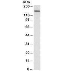 Anti-CD13