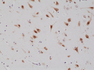 Anti-NeuN (human), Rabbit Monoclonal (RM312)
