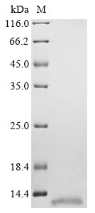 C-C motif chemokine 17 (CCL17), dog, recombinant