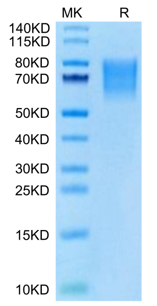 Cynomolgus BSPII Protein