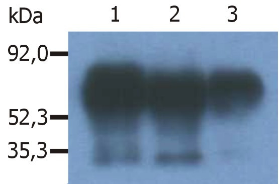 Anti-PAG, clone PAG-C1