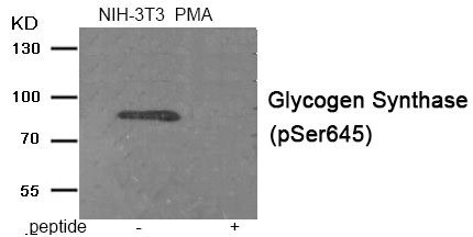Anti-Phospho-GYS1 (Ser645)