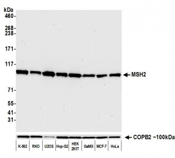Anti-MSH2 Recombinant Monoclonal