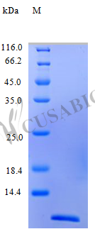 Eotaxin protein (CCL11) (Active), human, recombinant