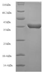 Peptide deformylase (def), Escherichia coli, recombinant
