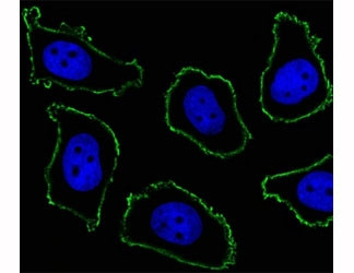 Anti-CD33, clone 574CT16.4.4
