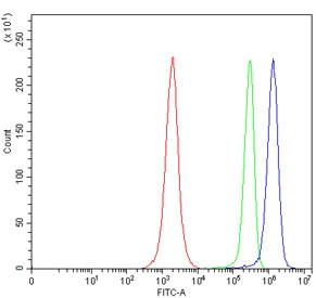 Anti-SLC5A7 / High affinity choline transporter 1