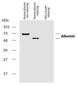 Anti-Albumin, clone AL-01 (Biotin)