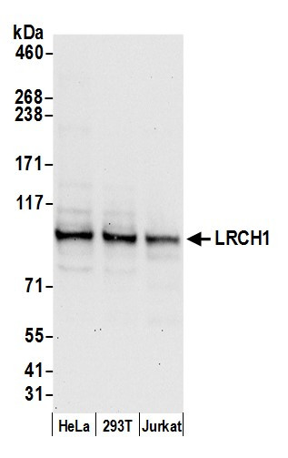 Anti-LRCH1