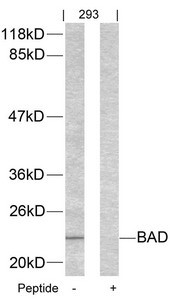 Anti-Bad (Ab-155)
