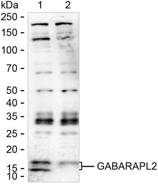 Anti-MAP1LC3B/GABARAPL2