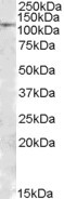 Anti-MTHFD1, Internal