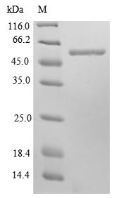 Cytoskeleton-associated protein 4 (Ckap4), partial, mouse, recombinant
