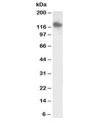 Anti-SLC12A6 Biotin Conjugate