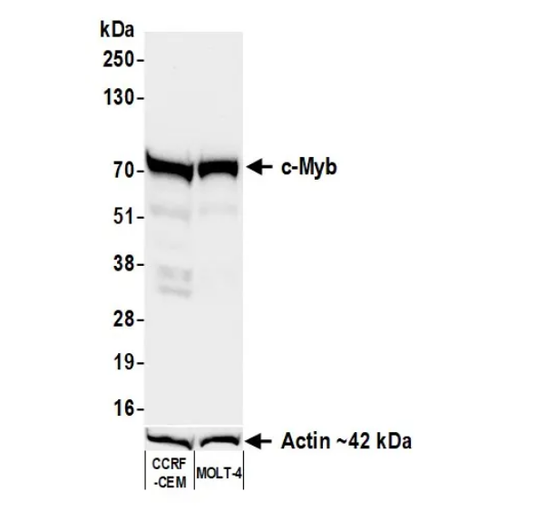 Anti-c-Myb Recombinant Monoclonal