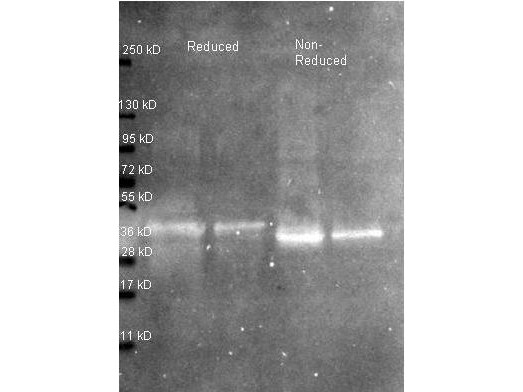 Anti-OVALBUMIN (Hen Egg White), Fluorescein Conjugated