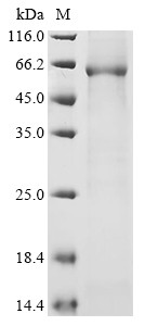 Serine racemase (SRR), human, recombinant
