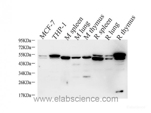 Anti-CASP1