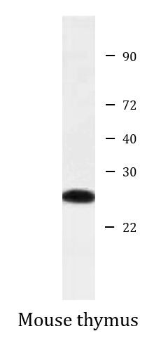 Anti-HOXB9