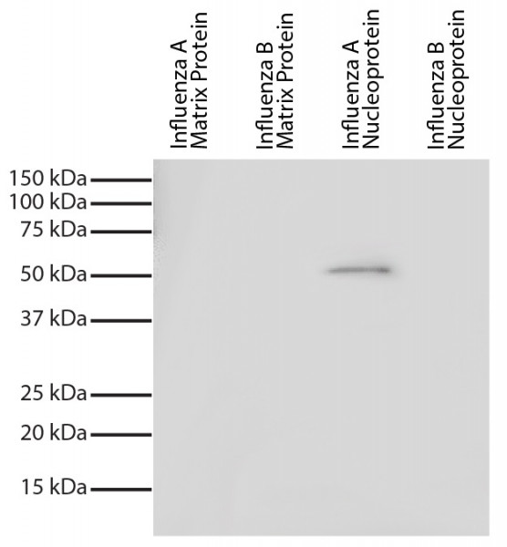 Anti-Influenza A nucleoprotein [FluA-NP 2C9], clone FluA-NP 2C9