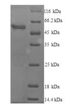 Cytochrome P450 2E (Cyp2e1), mouse, recombinant